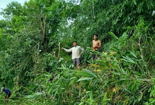 विद्युतीय जोखिम कम गर्न भोजपुरमा झाडी हटाइँदै