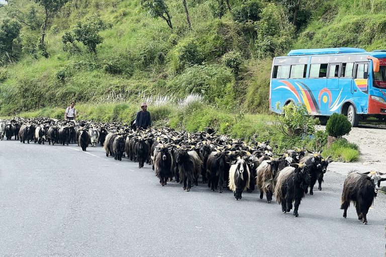 च्याङ्ग्रा व्यापारीको यात्रा : रारादेखि फेवा तालसम्म   