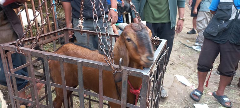 सिङमा हरियो रङ लगाएका खसीबोका खरिद गर्न सुझाव