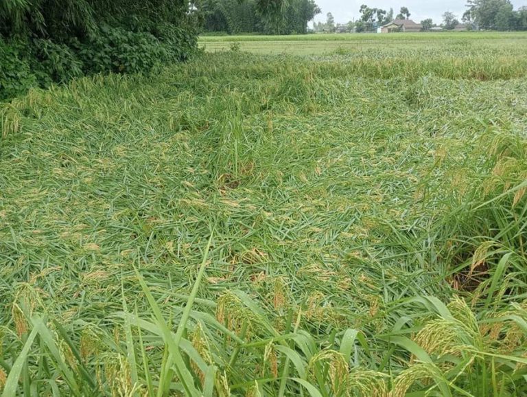 सुनसरीमा बाढीले धान बालीमा बढी क्षति