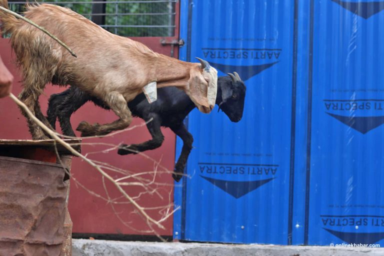 दशैंको लागि काठमाडौं ल्याइयो खसीबोका, आइतबारदेखि बिक्री गरिने