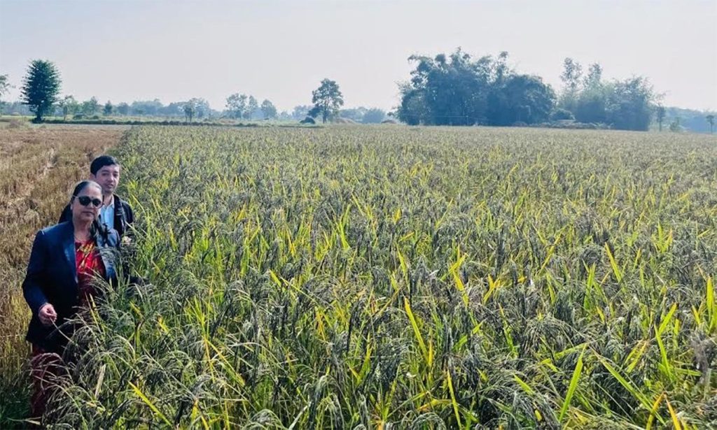 शिवसताक्षीका चार वडालाई ‘नुनिया धानको पकेट क्षेत्र’ घोषणा 